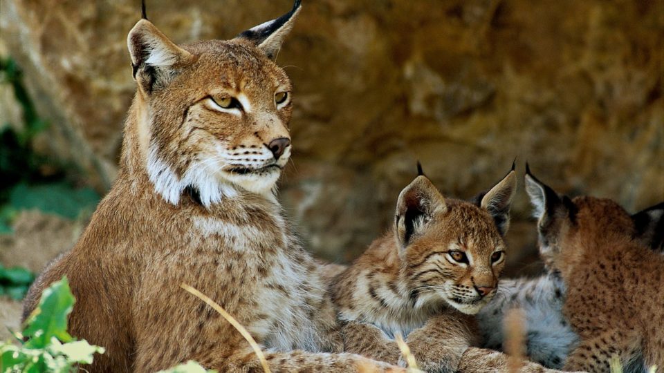 Famille de Lynx