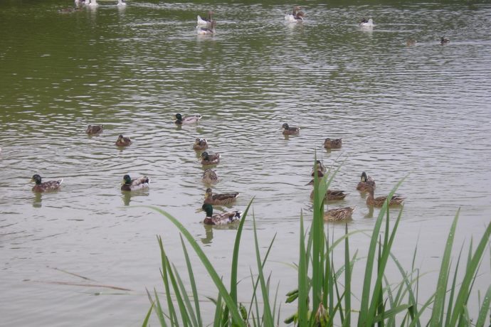 ETANG DE FOUCHERANS_1