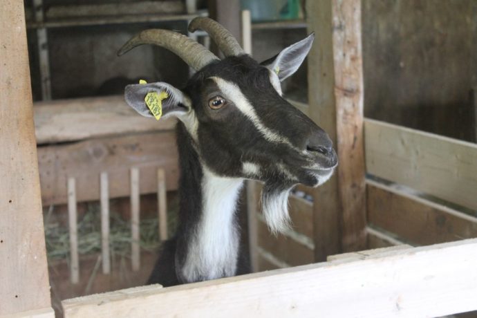 LA FERME